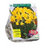 Baltus Narcis Trompet Geel narcissen bloembollen per 20 stuks