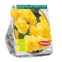 Baltus Narcis Yellow Cheerfulness narcissen bloembollen per 15 stuks