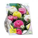 Baltus Ranonkel Pastel Mix bloembollen per 15 stuks