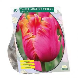 Baltus Tulipa Amazing Parrot Parkiet tulpen bloembollen per 10 stuks