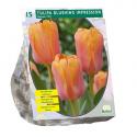 Baltus Tulipa Blushing Impression Darwin tulpen bloembollen per 15 stuks