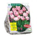 Baltus Tulipa Dubbel Laat Upstar tulpen bloembollen per 20 stuks