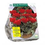 Baltus Tulipa Dubbel Roodkapje tulpen bloembollen per 15 stuks