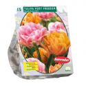 Baltus Tulipa Foxy Freedom tulpen bloembollen per 15 stuks
