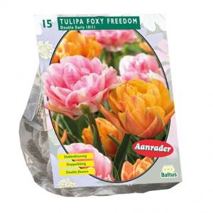 Baltus Tulipa Foxy Freedom tulpen bloembollen per 15 stuks