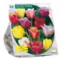 Baltus Tulipa Gefranjerd Mix tulpen bloembollen per 20 stuks