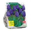 Baltus Tulipa Negrita Triumph tulpen bloembollen per 20 stuks