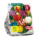 Baltus Tulipa Parkiet Mix tulpen bloembollen per 20 stuks