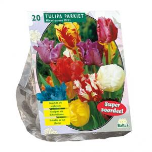 Baltus Tulipa Parkiet Mix tulpen bloembollen per 20 stuks