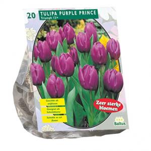 Baltus Tulipa Purple Prince Triumph tulpen bloembollen per 20 stuks