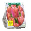 Baltus Tulipa Salmon Prince enkel vroeg tulpen bloembollen per 15 stuks