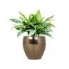 Plant in Pot Aglaonema Maria 55 cm kamerplant in Amora Gold 26 cm bloempot