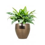 Plant in Pot Aglaonema Maria 55 cm kamerplant in Amora Gold 26 cm bloempot