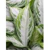 Plant in Pot Aglaonema Silver Bay 80 cm kamerplant in Cylinder Green 30 cm bloempot