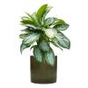 Plant in Pot Aglaonema Silver Bay 80 cm kamerplant in Cylinder Green 30 cm bloempot