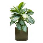 Plant in Pot Aglaonema Silver Bay 80 cm kamerplant in Cylinder Green 30 cm bloempot