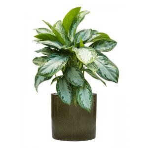 Plant in Pot Aglaonema Silver Bay 80 cm kamerplant in Cylinder Green 30 cm bloempot