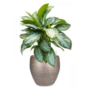 Plant in Pot Aglaonema Silver Bay 85 cm kamerplant in Amora Luster 32 cm bloempot