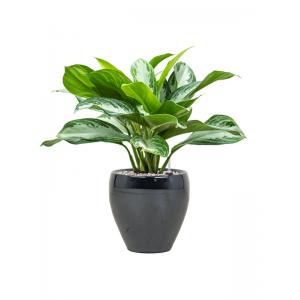 Plant in Pot Aglaonema Sliver Bay 50 cm kamerplant in Amora Metal Blue 21 cm bloempot