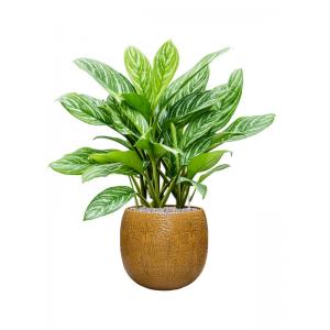 Plant in Pot Aglaonema Stripes 110 cm kamerplant in Marly Honey 41 cm bloempot