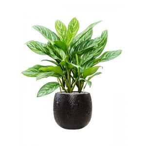 Plant in Pot Aglaonema Stripes 115 cm kamerplant in Marly Black 41 cm bloempot