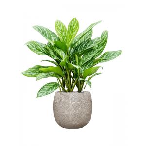 Plant in Pot Aglaonema Stripes 115 cm kamerplant in Marly Cream 41 cm bloempot
