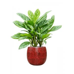 Plant in Pot Aglaonema Stripes 115 cm kamerplant in Marly Deep Red 41 cm bloempot