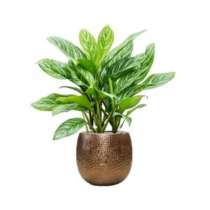 Plant in Pot Aglaonema Stripes 115 cm kamerplant in Marly Gold 41 cm bloempot