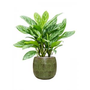 Plant in Pot Aglaonema Stripes 115 cm kamerplant in Marly Green 41 cm bloempot