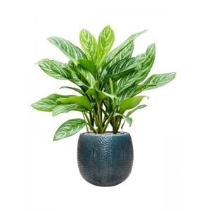 Plant in Pot Aglaonema Stripes 115 cm kamerplant in Marly Ocean Blue 41 cm bloempot