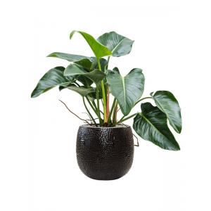 Plant in Pot Philodendron Green Beauty 100 cm kamerplant in Marly Black 41 cm bloempot