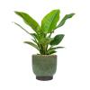 Plant in Pot Philodendron Imperial Green 65 cm kamerplant in Linn Deep Green 25 cm bloempot