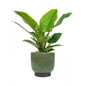 Plant in Pot Philodendron Imperial Green 65 cm kamerplant in Linn Deep Green 25 cm bloempot