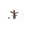 Plant in Pot Philodendron Imperial Red 75 cm kamerplant in Linn Deep Green 25 cm bloempot