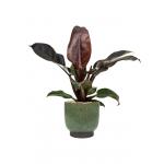 Plant in Pot Philodendron Imperial Red 75 cm kamerplant in Linn Deep Green 25 cm bloempot