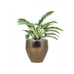 Plant in Pot Philodendron Narrow 70 cm kamerplant in Amora Gold 32 cm bloempot