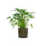 Plant in Pot Philodendron Xanadu 90 cm kamerplant in Cylinder Green 30 cm bloempot