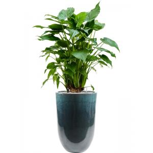 Plant in Pot Alocasia Cucculata 150 cm kamerplant in Pure Ocean Blue 41 cm bloempot