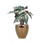 Plant in Pot Alocasia Polly 50 cm kamerplant in Amora Gold 21 cm bloempot