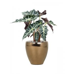 Plant in Pot Alocasia Polly 50 cm kamerplant in Amora Gold 21 cm bloempot
