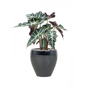 Plant in Pot Alocasia Polly 50 cm kamerplant in Amora Metal Blue 21 cm bloempot