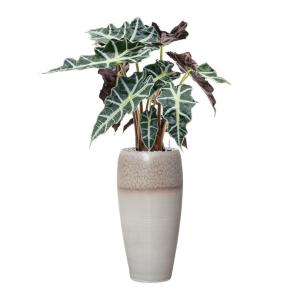 Plant in Pot Alocasia Polly 90 cm kamerplant in Amora Lava Grey 23 cm bloempot
