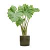 Plant in Pot Alocasia Portadora 120 cm L kamerplant in Cylinder Green 30 cm bloempot