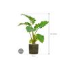 Plant in Pot Alocasia Portadora 120 cm M kamerplant in Cylinder Green 30 cm bloempot