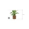 Plant in Pot Anthurium Ellipticum Jungle Bush 70 cm kamerplant in Cylinder Gold 30 cm bloempot