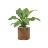 Plant in Pot Anthurium Ellipticum Jungle Bush 70 cm kamerplant in Cylinder Gold 30 cm bloempot