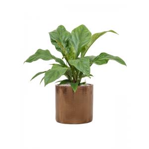 Plant in Pot Anthurium Ellipticum Jungle Bush 70 cm kamerplant in Cylinder Gold 30 cm bloempot