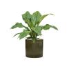 Plant in Pot Anthurium Ellipticum Jungle Bush 70 cm kamerplant in Cylinder Green 30 cm bloempot