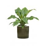 Plant in Pot Anthurium Ellipticum Jungle Bush 70 cm kamerplant in Cylinder Green 30 cm bloempot