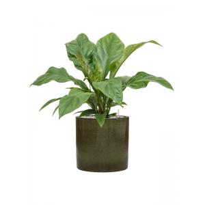 Plant in Pot Anthurium Ellipticum Jungle Bush 70 cm kamerplant in Cylinder Green 30 cm bloempot